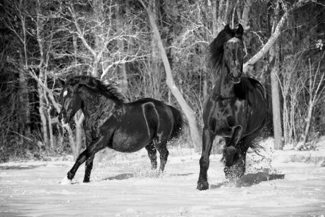 Andreas Wedel Tierfotografie + Film, Andreas Wedel Pferdefotografie + Film
