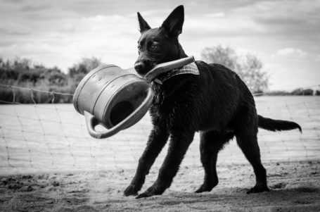 Andreas Wedel Pferdefotografie und Film