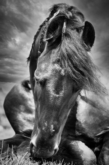 Andreas Wedel Tierfotografie + Film, Andreas Wedel Pferdefotografie + Film