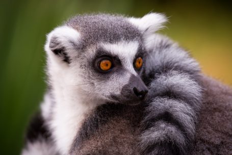 Andreas Wedel Pferdefotografie und Film