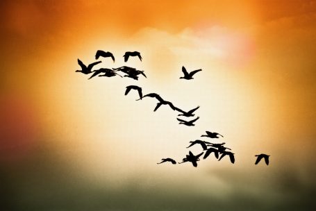 Andreas Wedel Pferdefotografie und Film