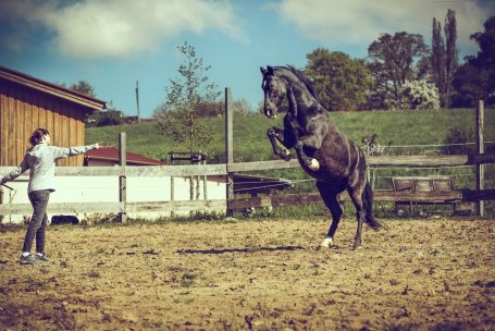 Andreas Wedel Tierfotografie + Film, Andreas Wedel Pferdefotografie + Film