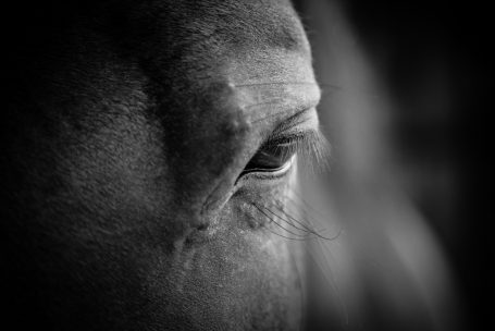 Andreas Wedel Tierfotografie + Film, Andreas Wedel Pferdefotografie + Film