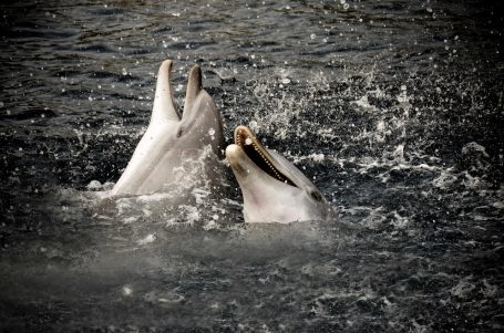 Andreas Wedel Pferdefotografie und Film