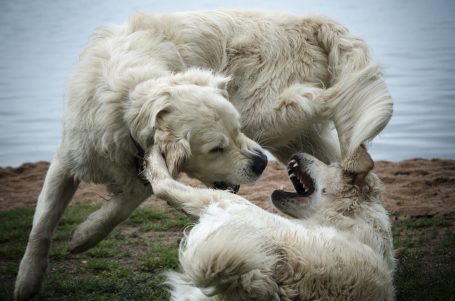 Andreas Wedel Pferdefotografie und Film