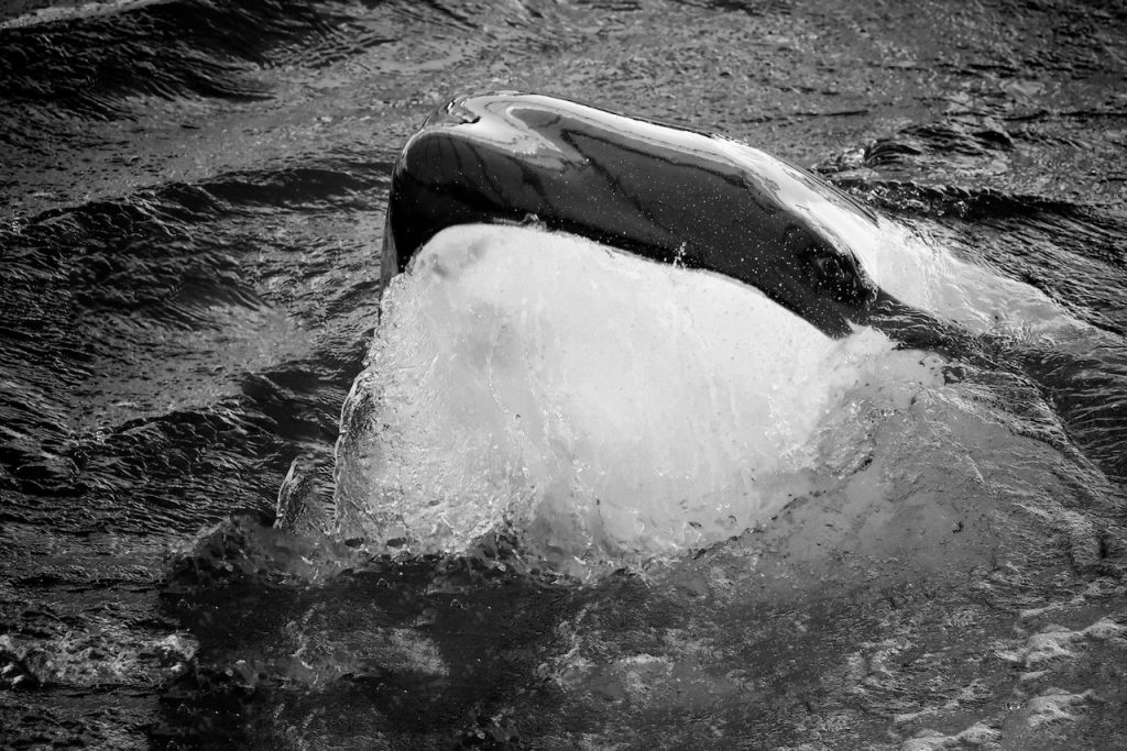 Andreas Wedel Tierfotografie + Film, Andreas Wedel Pferdefotografie + Film