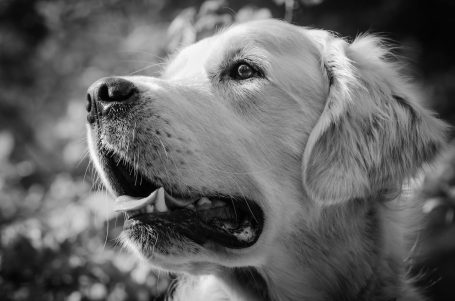 Andreas Wedel Pferdefotografie und Film