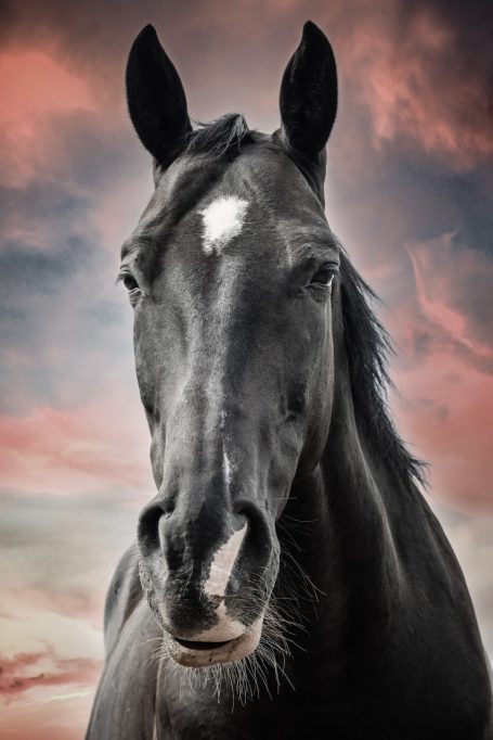 Andreas Wedel Tierfotografie + Film, Andreas Wedel Pferdefotografie + Film